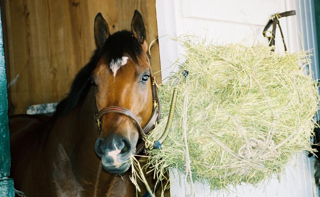 Barbaro back in his stall after morning exercise. (Carrie Curry photo)